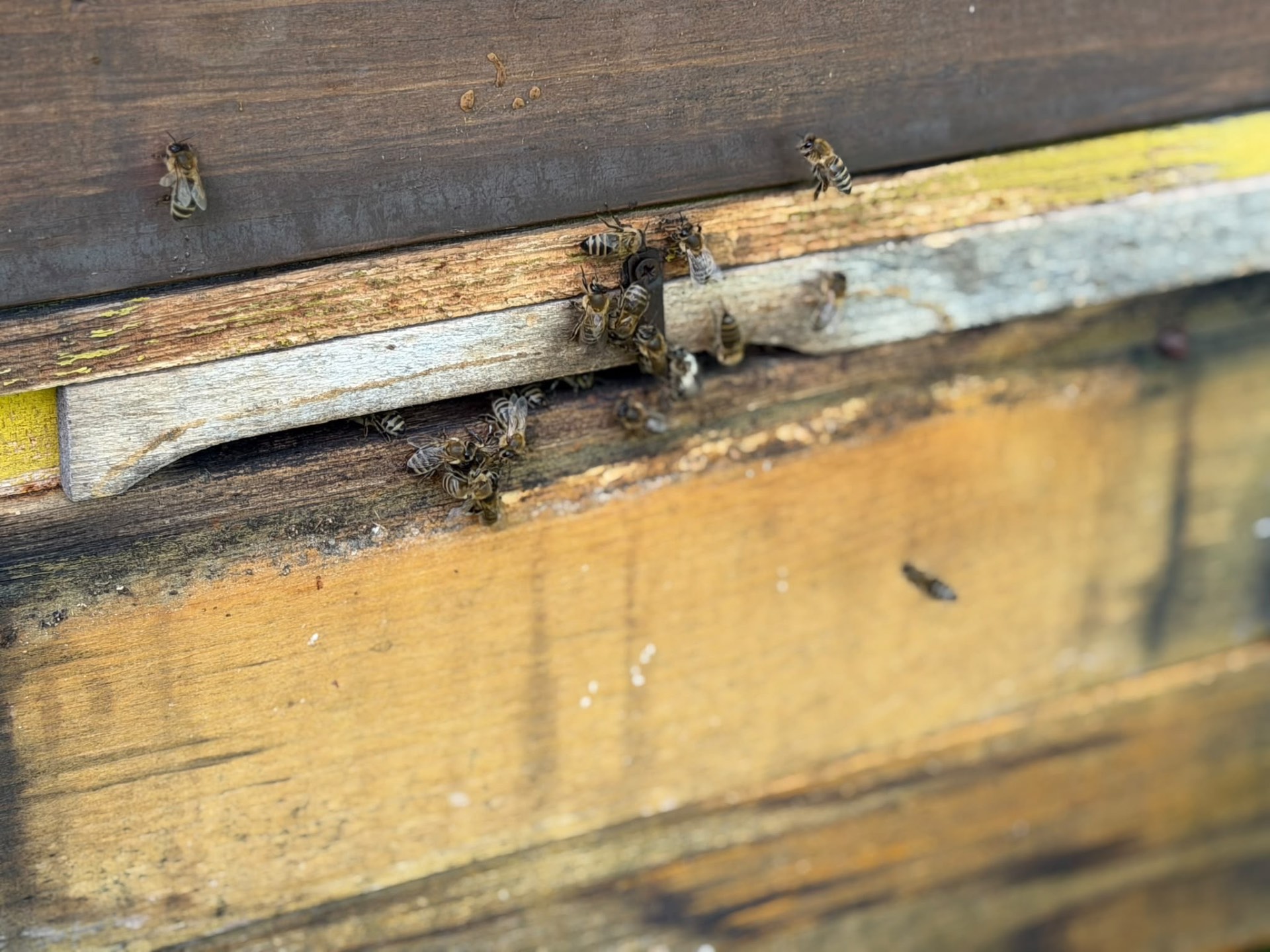 Bienen am Flugloch eines hölzernen Bienenstocks