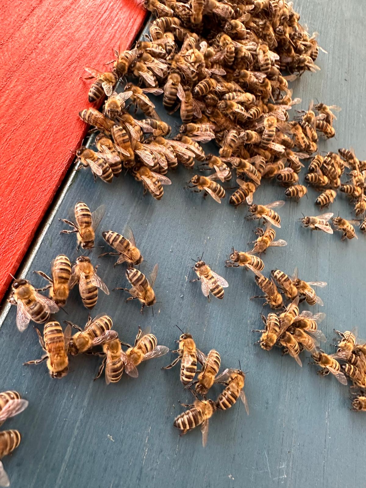 Bienen auf einem farbig gestrichenen Bienenstock