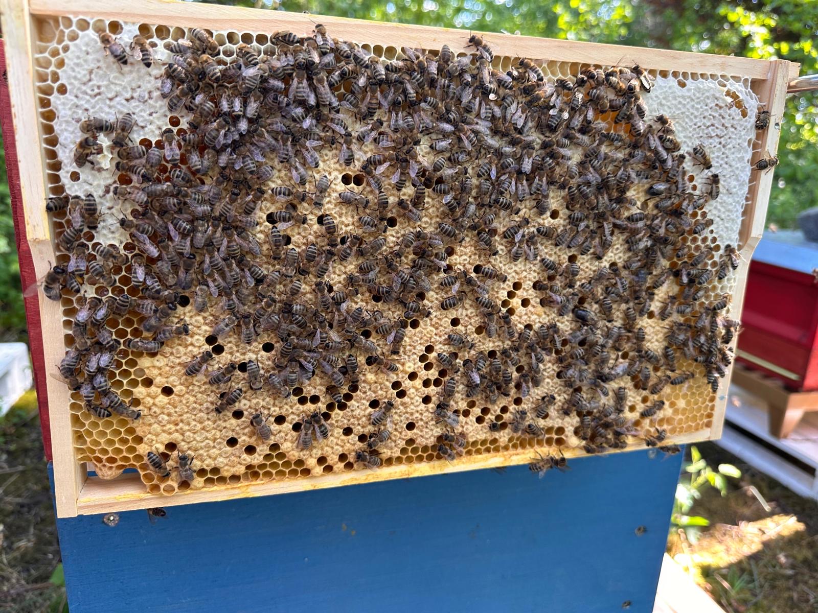Eine dicht mit Bienen besetzte Honigwabe