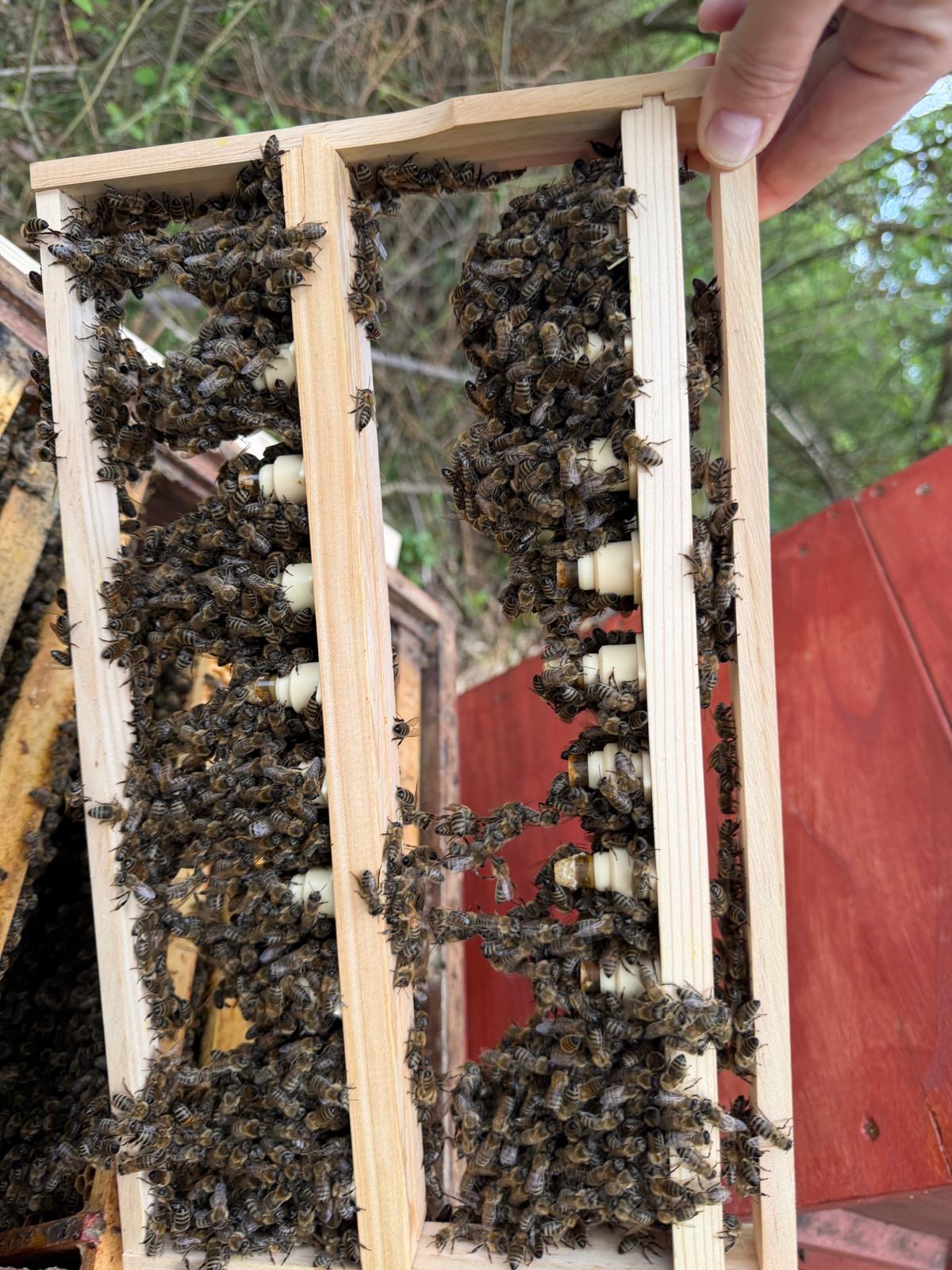 Ein Holzrähmchen mit einem dichten Bienenvolk