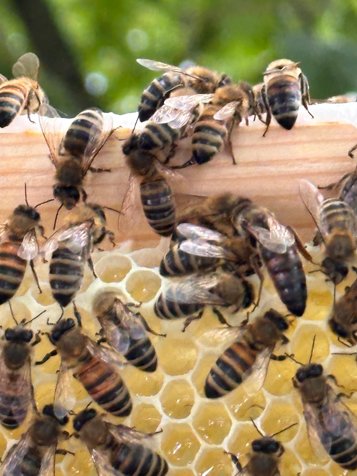 Bienen auf einer offenen Honigwabe